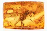 Detailed Fossil Stonefly (Plecoptera) In Baltic Amber #372489-1